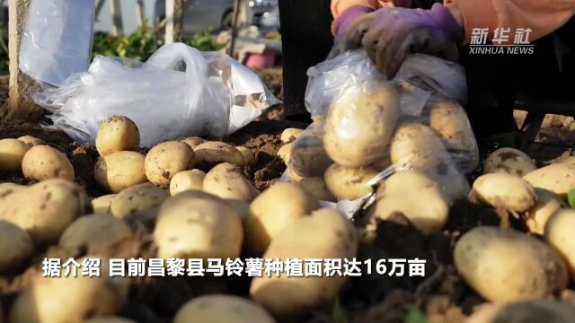 河北昌黎:马铃薯丰产促增收