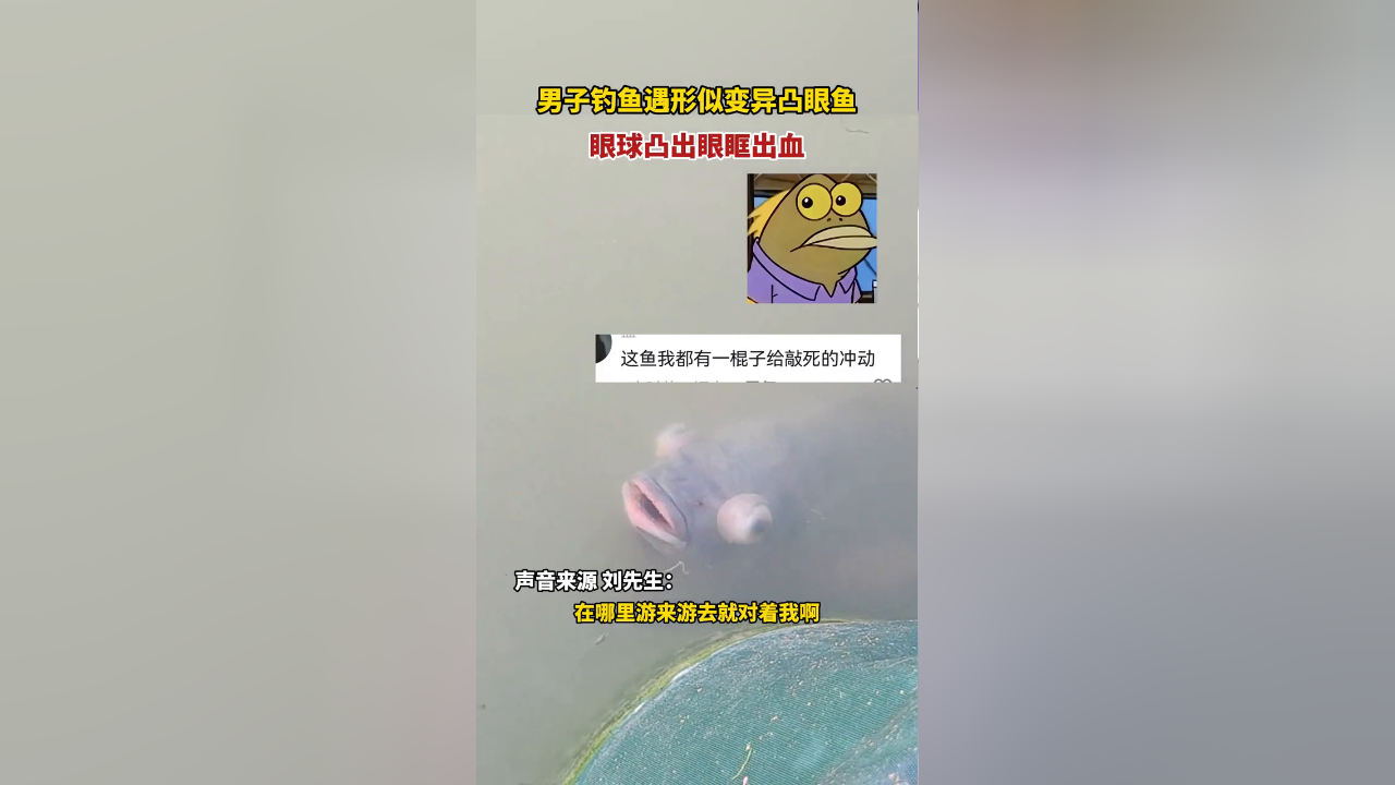 男子钓鱼遇形似变异凸眼鱼,眼球凸出眼眶出血