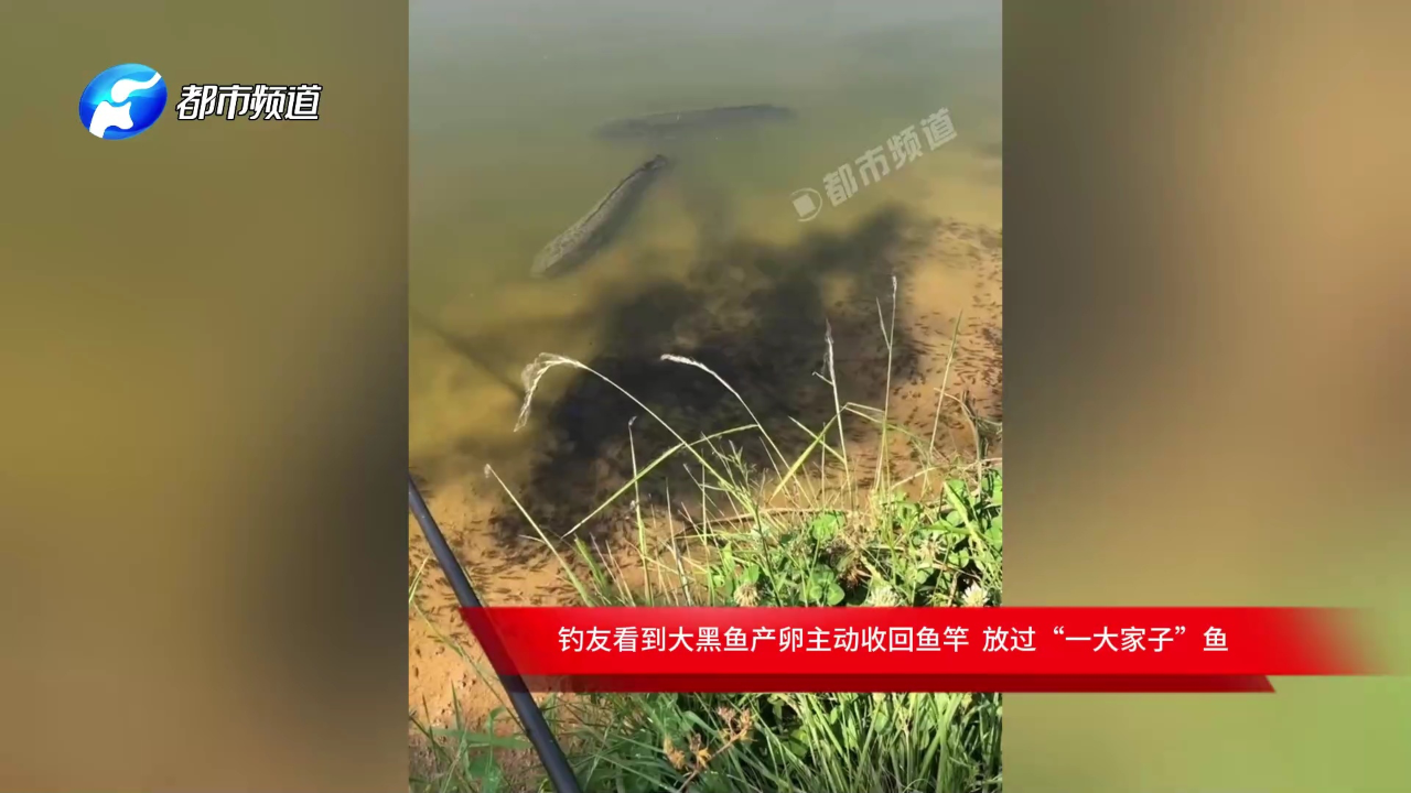 钓友看到大黑鱼产卵主动收回鱼竿 放过"一大家子"鱼