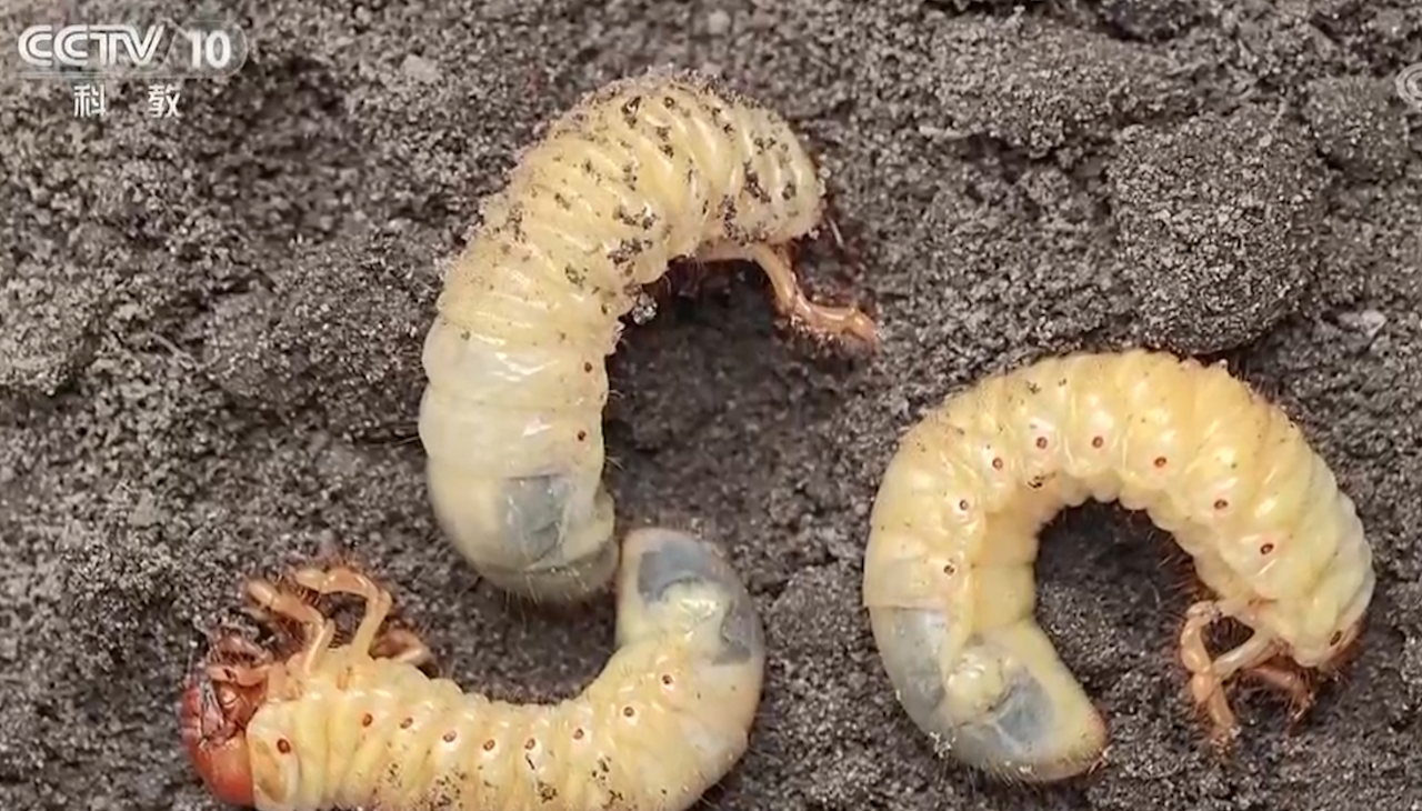 独角仙的幼虫竟是只大白虫,以身边 的腐殖质为食