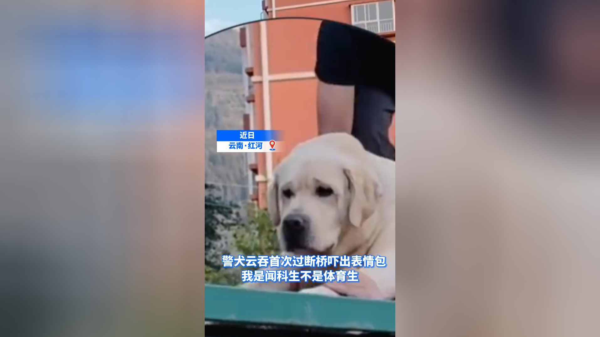 警犬云吞首次过断桥吓出表情包我是闻科生不是体育生网友:感觉它要碎