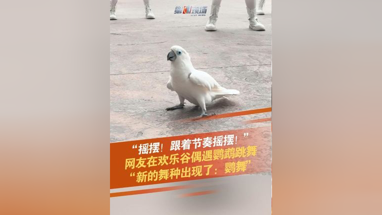 网友"蛋打饭"在欢乐谷游玩时,偶遇一只白色鹦鹉,会随着音乐一起跳舞