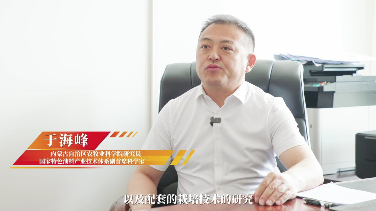 于海峰:深耕向日葵遗传育种,助力乡村振兴