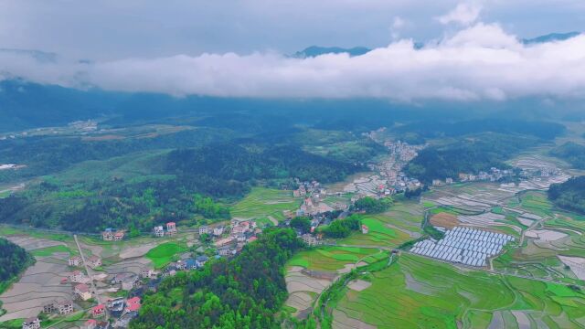 城步金紫乡绿茵稻田美如画南茶北橘产业兴