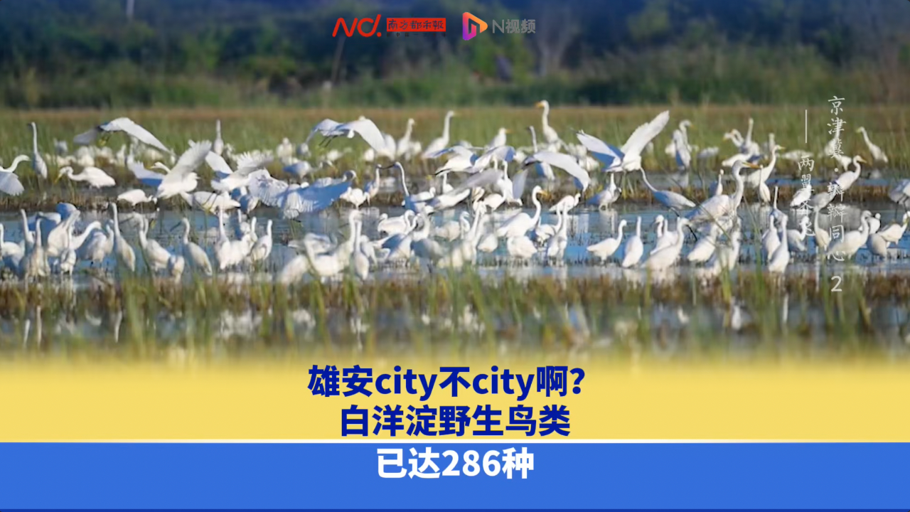 雄安city不city啊?白洋淀野生鸟类已达286种