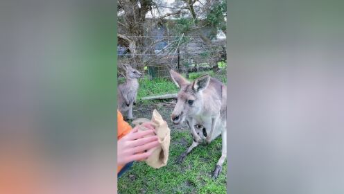 袋鼠摸狗头关爱智障图片