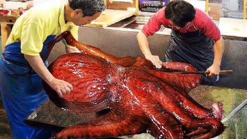 日本渔民捕捞章鱼,当地八爪鱼可以长到50斤,属于巨型章鱼品种