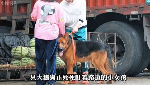 流浪狗为了救下路边小女孩,却惨遭主人毒打
