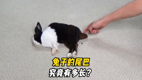 兔子的尾巴究竟有多长?原来是把"卷尺"!