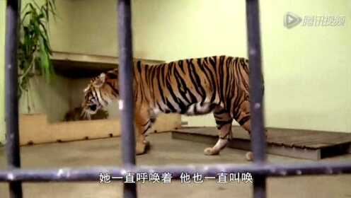 动物园的野生世界第1季03 神奇的母虎分娩