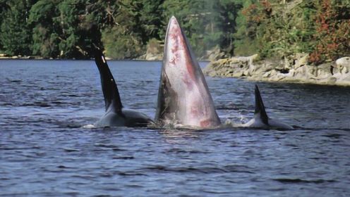 小须鲸遭虎鲸群追杀2小时 背部被咬掉一块肉依然奋力逃命