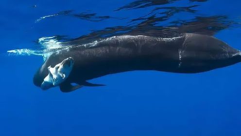 鲸鱼妈妈怀抱死去的宝宝 它可能死于自己的毒乳汁