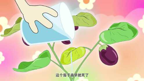 第26话 奶奶种茄子