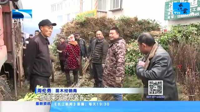 孝昌:人勤春早 苗木俏销