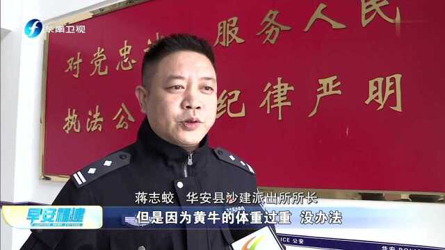 华安:两头黄牛被困蓄水池 民警联系吊车施救