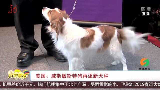 美国威斯敏斯特狗再添新犬种