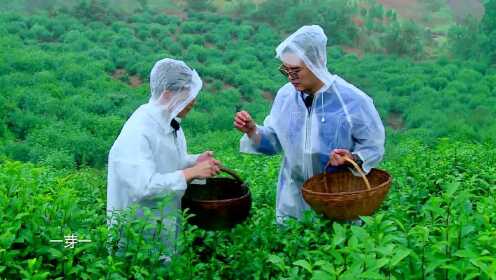 一入茶园如仙境，艺术家体验雨中采茶