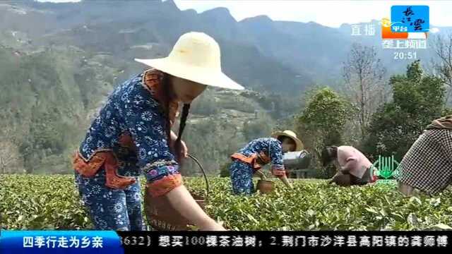 农业高质量发展 茶旅融合 全产业发展有活力