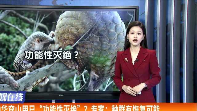 中华穿山甲已“功能性灭绝”?专家:种群有恢复可能