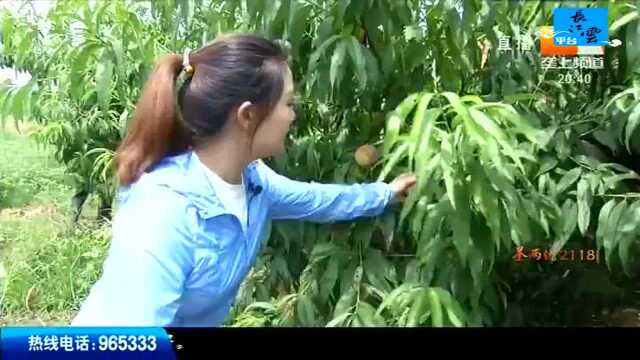 市场行情 水蜜桃“身价悬殊”差价可达十几元