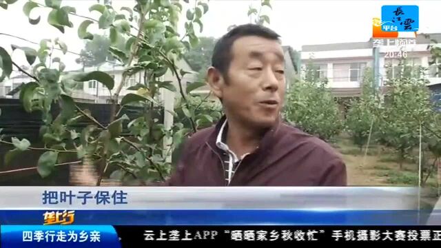 梨树秋季管理 两大环节很重要