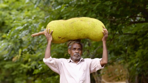 印度菠萝蜜最大可达140斤！和桑葚竟然是远方亲戚