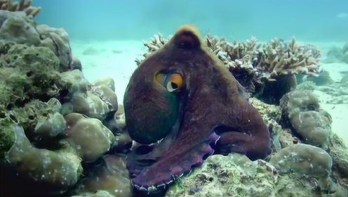 蓝蛸章鱼：海底最奇幻的物种，身体瞬间变色犹如LED灯光