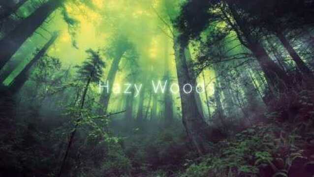 Hazy Woods