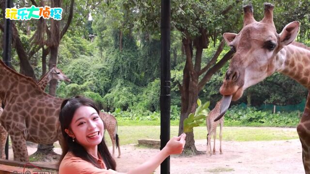 最高的陆生生物是谁呢