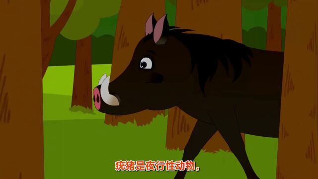 第17集 神奇动物在哪里草原篇 非洲野猪