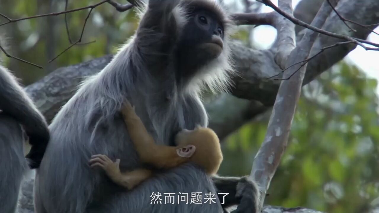 第20集菲氏叶猴为什么要争养别家的幼猴_高清1080P在线观看平台_腾讯视频