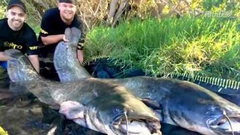 德国两男子20分钟捕获2条巨型鲶鱼 体长均超2米