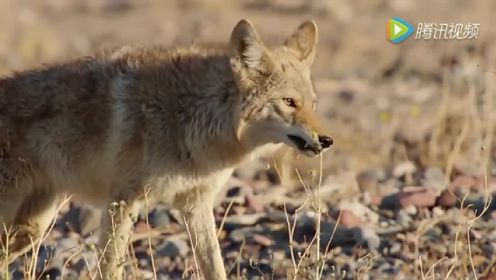 探索频道纪录片《狂野北美》：死亡谷里的栗翅鹰和郊狼是如何捕猎的？