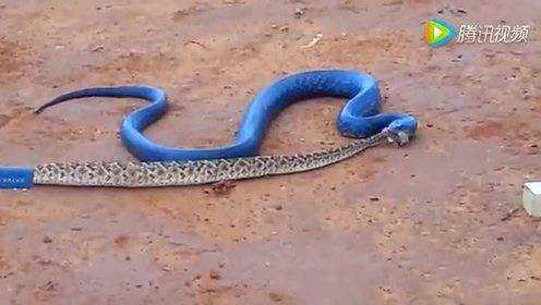 罕见蓝色蟒蛇，凶猛天性连响尾蛇都不是对手！