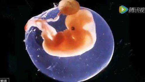 生命的奥妙 胎儿发育十个月全过程！