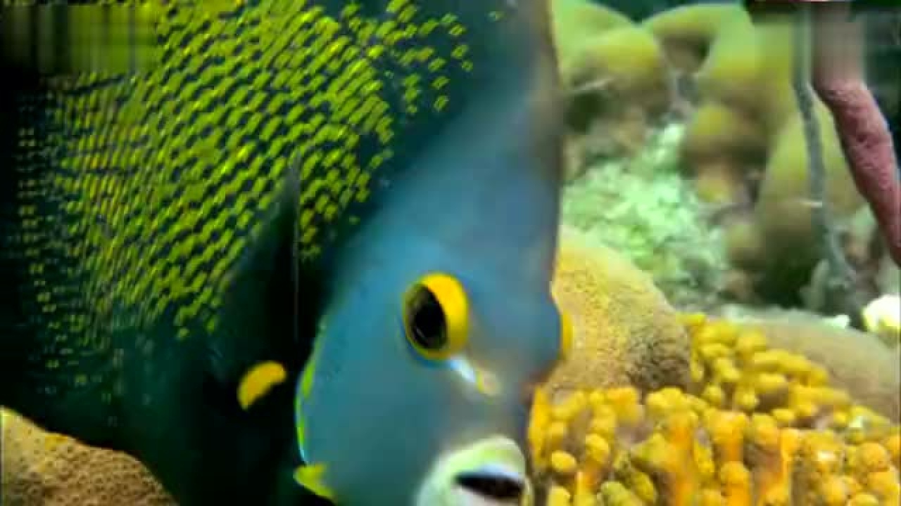 海底世界海洋生物鱼群珊瑚_高清