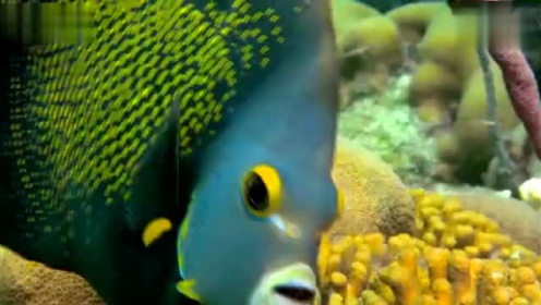 海底世界海洋生物鱼群珊瑚