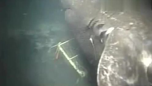 日本勘探队在深海中发现巨大怪物，居然是太平洋的睡鲨