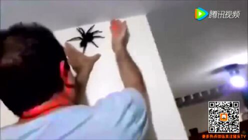 巴西男子徒手捕巨型黑蜘蛛 令人毛骨悚然