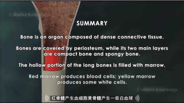 骨骼 structure of bone