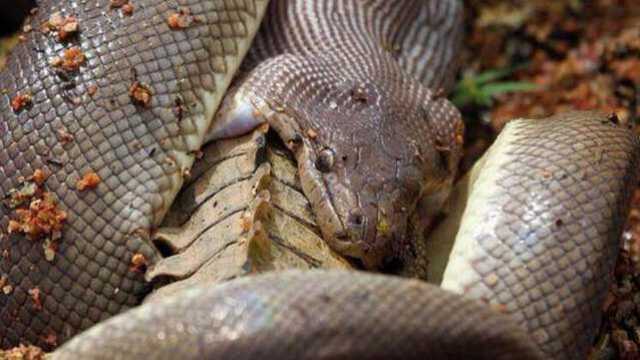 拍蟒蛇大战鳄鱼 没想到鳄鱼如此不堪一击