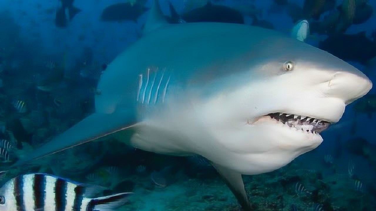 公牛鲨的天敌图片