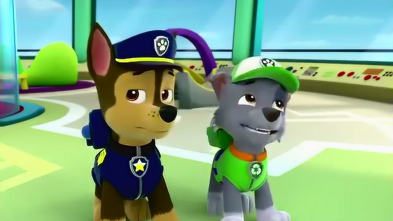 阿奇和灰灰不用去救市长,就去洗澡澡准备参加狗狗选美赛哦