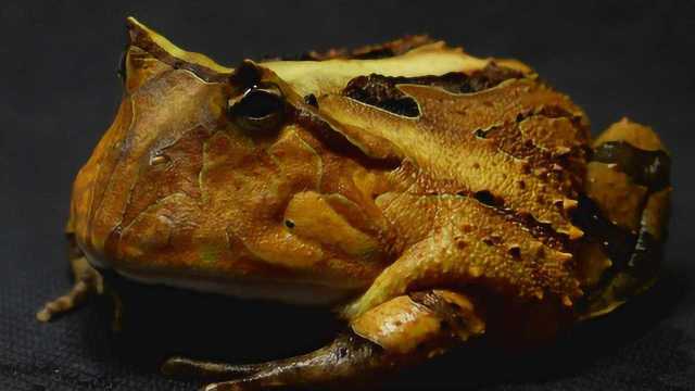 能与毒蛇搏斗 实地拍摄厄瓜多尔保护区霸王角蛙