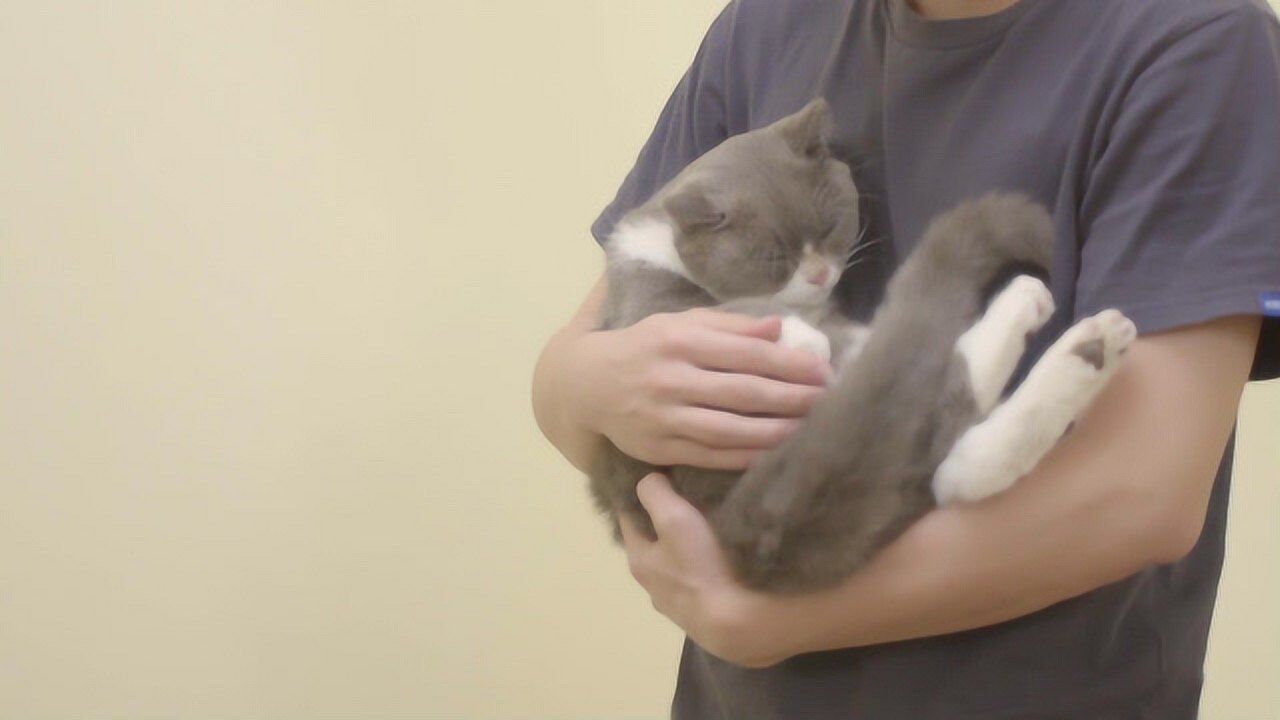如何正确抱猫,姿势技能get_高清1080P在线观看平台_腾讯视频