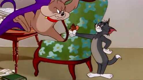 《猫和老鼠》精彩片段：汤姆史派克争宠，被杰瑞赶出家门搬空冰箱