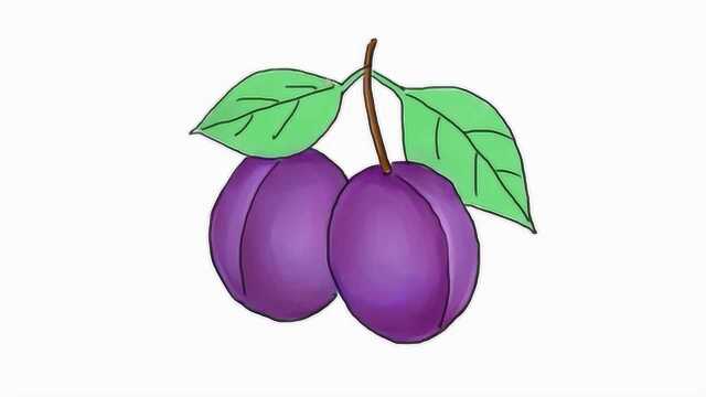 师讯网-水果简笔画西梅