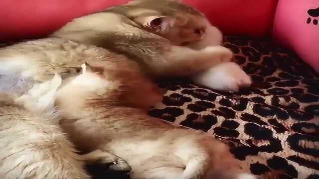 实拍猫妈妈给小猫咪喂奶 场面温馨有爱