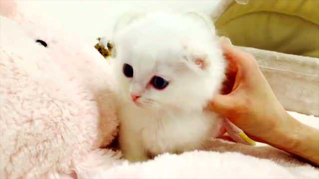 漂亮白猫宝宝自带眼线,这么可爱,我也想要