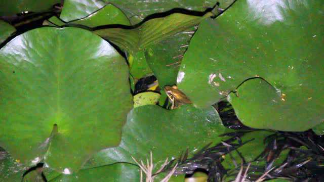 沼水蛙鸣叫视频